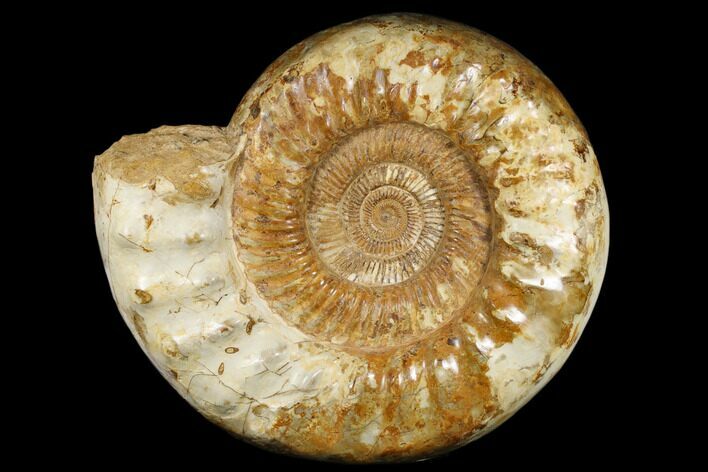 Jurassic Ammonite (Kranosphinctites?) Fossil - Madagascar #181816